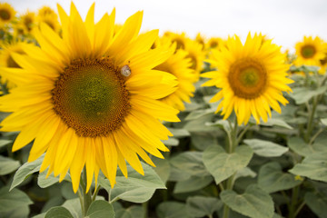 Wall Mural - Sonnenblumen