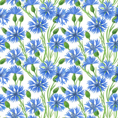  Seamless watercolor pattern with blue cornflowers on white background. Element for design.