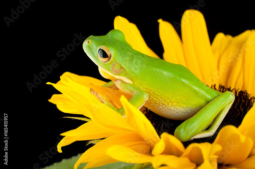 Zdjęcie XXL Drzewny żaby obsiadanie na słoneczniku