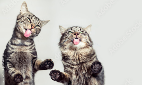 Lustige, niedliche Katzen Tableau sur Toile