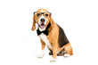 © LIGHTFIELD STUDIOS - funny beagle dog sitting in eyeglasses and bow tie, isolated on white