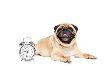 Wall Mural - studio shot of pug dog lying with alarm clock, isolated on white