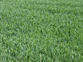 Texture of corn field