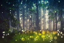 Forest Trees, Wood Glade - Mystic, Bokeh, Lens Flares, Camera Blur - Sunlight