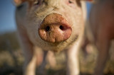 Fototapeta Morze - Schwein auf dem Feld