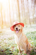 Portrait Of A Golden Retriever Girl, Wearing A Red Straw Hat