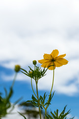 Wall Mural - Low angle yellow flowers Cosmos.