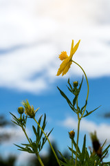 Wall Mural - Low angle yellow flowers Cosmos.