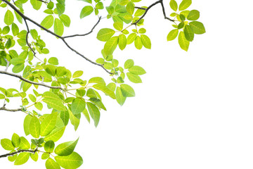 Green leaves on a white background