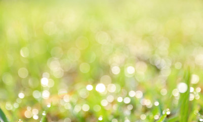 bokeh green refreshing nature background
