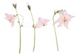 Dried and pressed flowers of a pink Aquilegia vulgaris Columbine flower isolated on a white background. Herbarium of spring flowers.