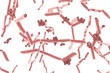 Bacteria Lactobacillus or lactic acid bacteria 3d illustration