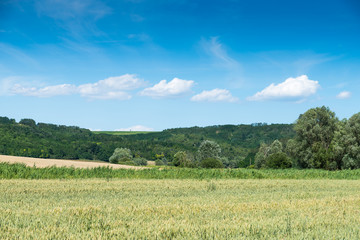 Wall Mural - green field