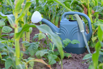 Watering can and small hand garden rake on cornfield in summer day