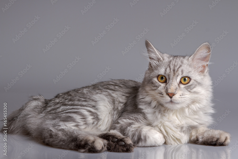 Young tabby cat isolated on grey background - obrazy, fototapety, plakaty 