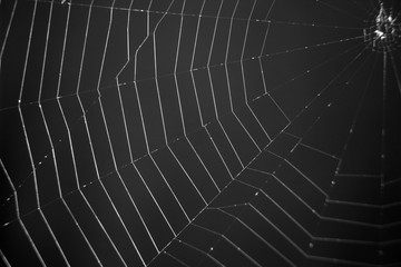 Large web on a dark gray background