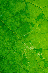 Wall Mural - close up of green leaf