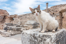Cats Of Greek Ruins  - Ephesus