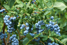 Fresh Organic Blueberrys On The Bush. Vivid Colors.