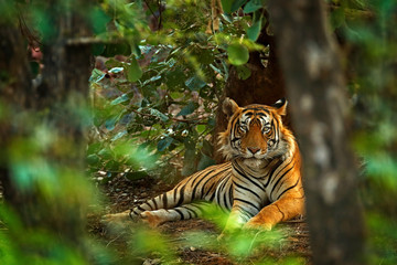 Indian tiger male with first rain, wild animal in the nature habitat, Ranthambore, India. Big cat, endangered animal. End of dry season, beginning monsoon. Tiger laying in green vegetation. Wild Asia.