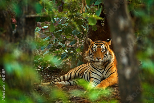 Dekoracja na wymiar  samiec-tygrysa-indyjskiego-z-pierwszym-deszczem-azji