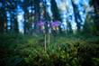 © ondrejprosicky - Calypso bulbosa, beautiful pink orchid, Finland. Flowering European terrestrial wild orchid, nature habitat, detail of bloom, green background, North of Europe. Wide angle lens, flower with forest.