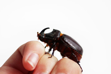 A rhinoceros beetle Oryctes nasicornis runs on a hand on a white background.