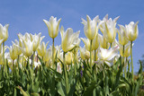 Fototapeta Tulipany - closeup white tulips (Tulipa) on blue sky background