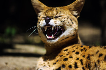 serval cat