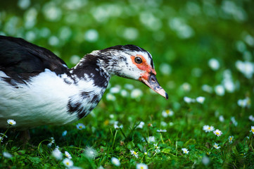 Wall Mural - Duck on a green meadow=