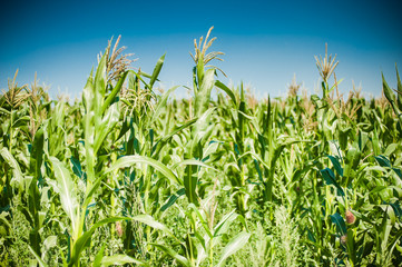 Wall Mural - The field of young corn