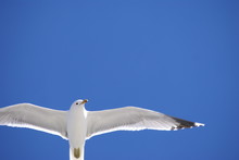 Seagull Soaring Free
