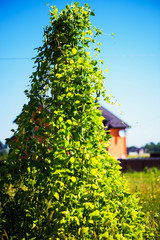 Young stalks of a string bean on poles on the background of blue sky