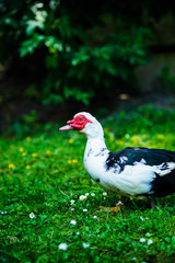 Wall Mural - Duck on green grass