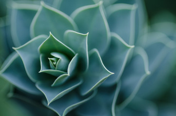 Euphorbia 2