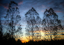Trees At Sunrise