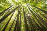 Fototapeta Sypialnia - Sun shining through a bamboo forest