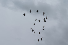 Flock Of Flying Pigeons Forming A Shape