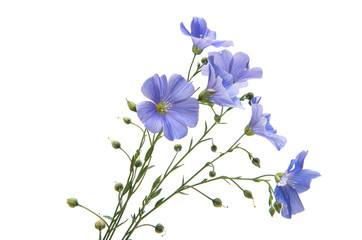 Poster - Flax flowers isolated