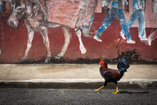 A Rooster Strutting In Front Of A Mural Of A Donkey