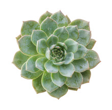 Ghost Plant Succulent Isolated.Top View.