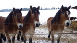 Fototapeta Konie - Pferde auf einem Bauernhof in Sachsen-Anhalt