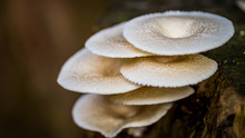 Stump Of White Oyster Mushroom Grow On The Bark Of The Tree
