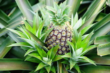 Pineapple Growing On A Tropical Plant 