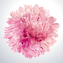 Pink Asters And Chrysanthemums Sphere