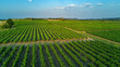Aerial top view of vineyards landscape from above background, South France 