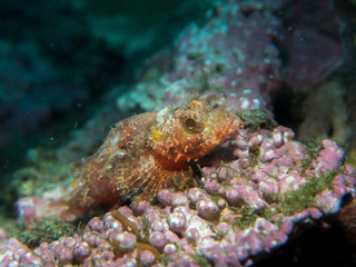 Wall Mural - scorpion fish on the coral at underwater