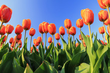 Beautiful Close Up Of Orange Tulips In The Netherlands In Spring Against A Blue Sky