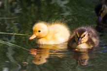 Extremely Cute Wild Ducklings (Anas Platyrhynchos) In Spring In The Netherlands
