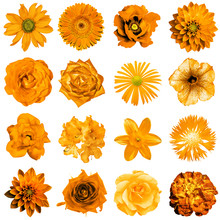 Mix Collage Of Natural And Surreal Orange Flowers 16 In 1: Peony, Dahlia, Primula, Aster, Daisy, Rose, Gerbera, Clove, Chrysanthemum, Cornflower, Flax, Pelargonium Isolated On White